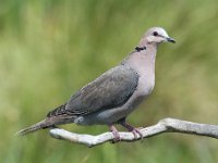 jan 006  Red-eyed dove - Jan Prinsloo 2014 : jan